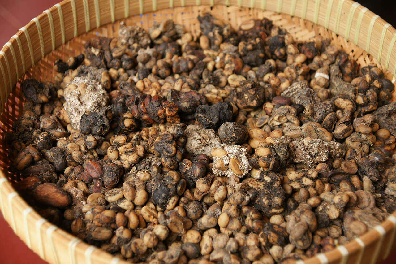 Proutěný koš naplněný kávovými zrny zpracovanými cibetkou (Kopi Luwak)